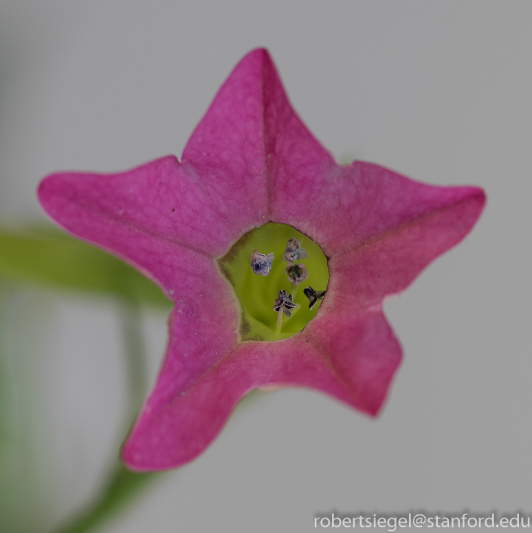 tobacco flower